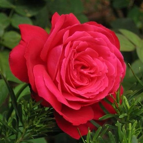 Online rózsa kertészet - teahibrid rózsa - vörös - Rosa Alec's Red™ - intenzív illatú rózsa - Alexander M. (Alec) Cocker - Nagy, illatos virágú, folyamatosan díszítő fajta.